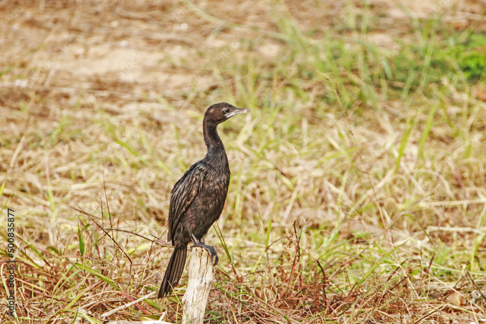 The Cormorant on a branch The Cormorant on a branch