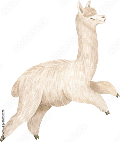 Alpaca  llama  hand painted watercolor illustration - cute and funny.