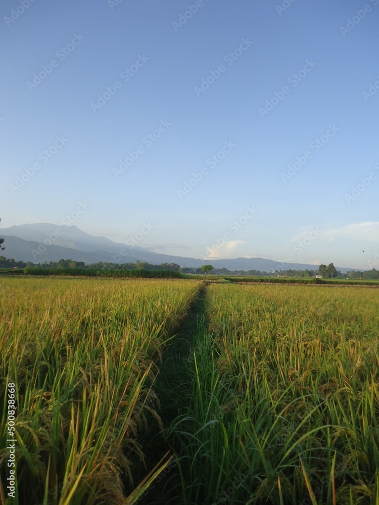 rice field  and sky