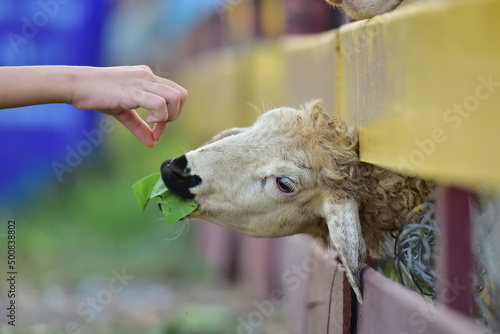 Sheep head off the fence to eat. © rnophoto