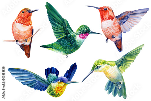 Collection Birds hummingbird. Tropical watercolor illustration isolated on white background.