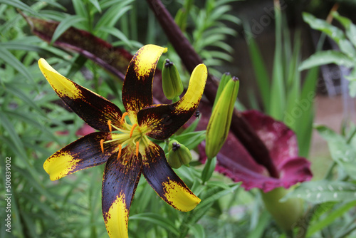 Black and Yellow Lily with Blooming Dragon Arum in background photo