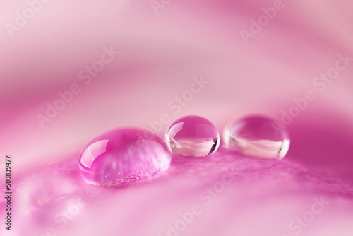 Beautiful water drops on pink petals of magnolia flower close up. Macro photo of dew drops on flower.