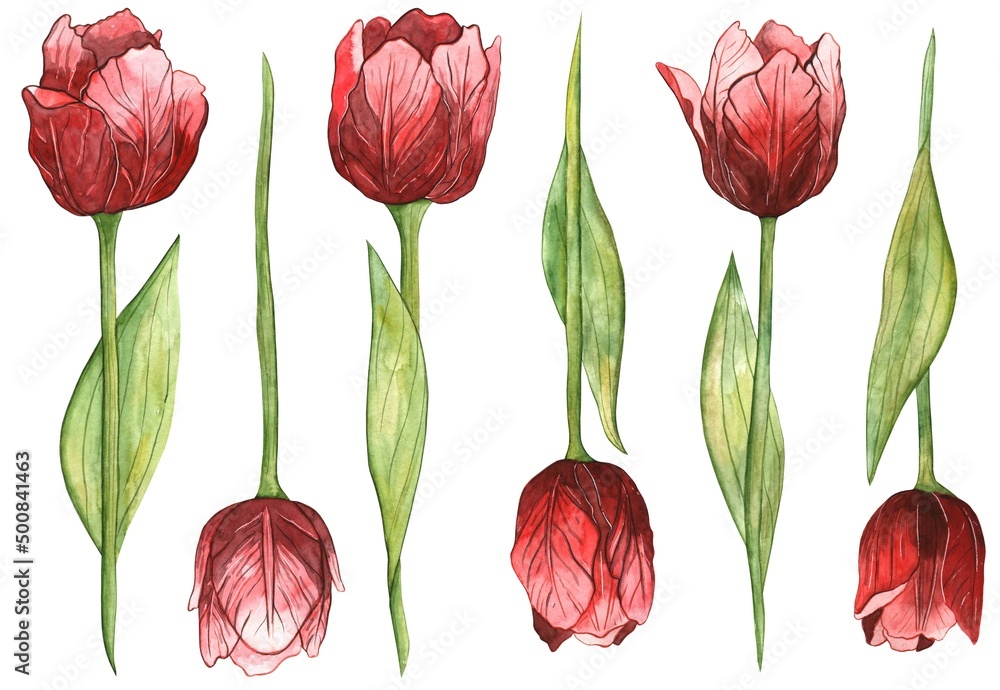 Red tulips clipart, Watercolor illustration bundle