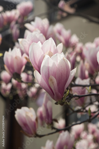 kwitnące magnolie © siwyk