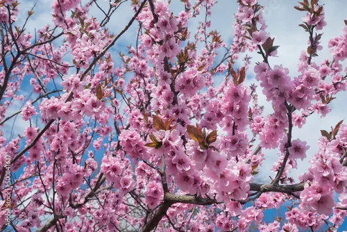 Obraz kwitnące drzewa