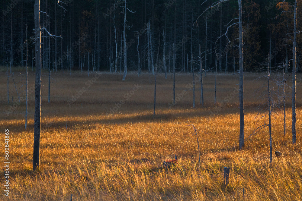 autumn in the swamp. The Tersk coast. Kola Peninsula, Russia autumn in the swamp. The Tersk coast. Kola Peninsula, Russia