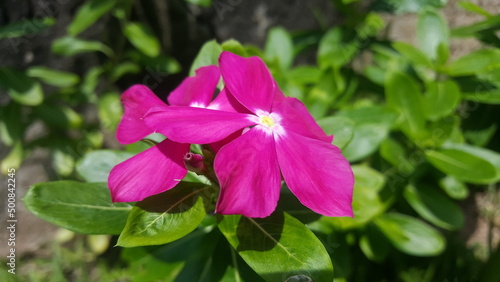 Catharanthus roseus or Madagascar periwinkle with green leaves.