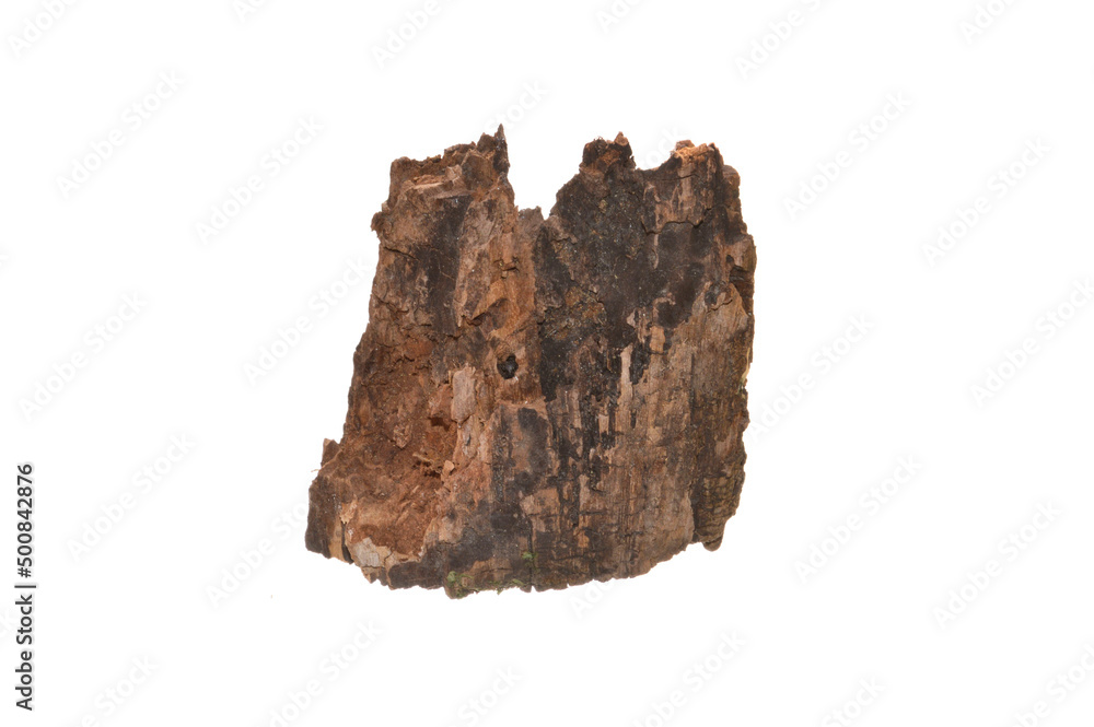 rotten tree isolated on white background rotten tree isolated on white background