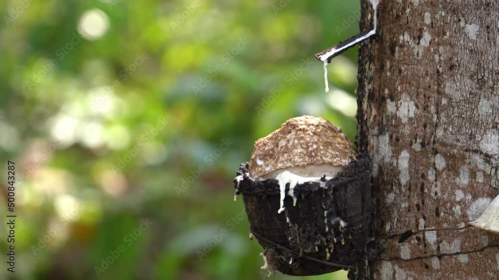 Rubber Tree Tapping Process, Latex Dripping From Tree Bark Into The Bowl At Plantation. - close up Rubber Tree Tapping Process, Latex Dripping From Tree Bark Into The Bowl At Plantation. - close up