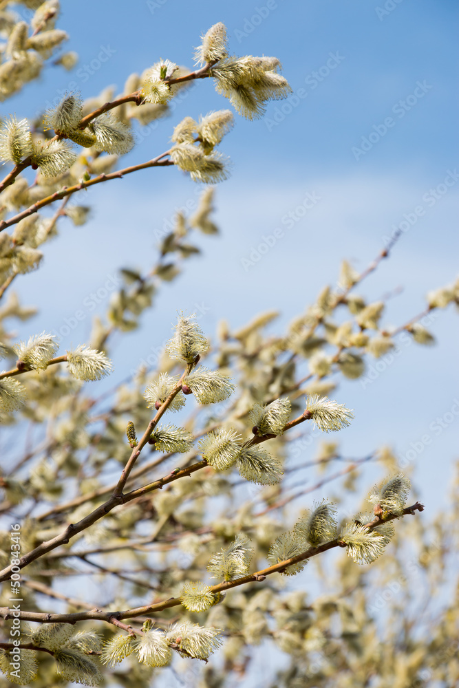 Blooming willow branch in spring on a soft blurred background. Blooming willow branch in spring on a soft blurred background.