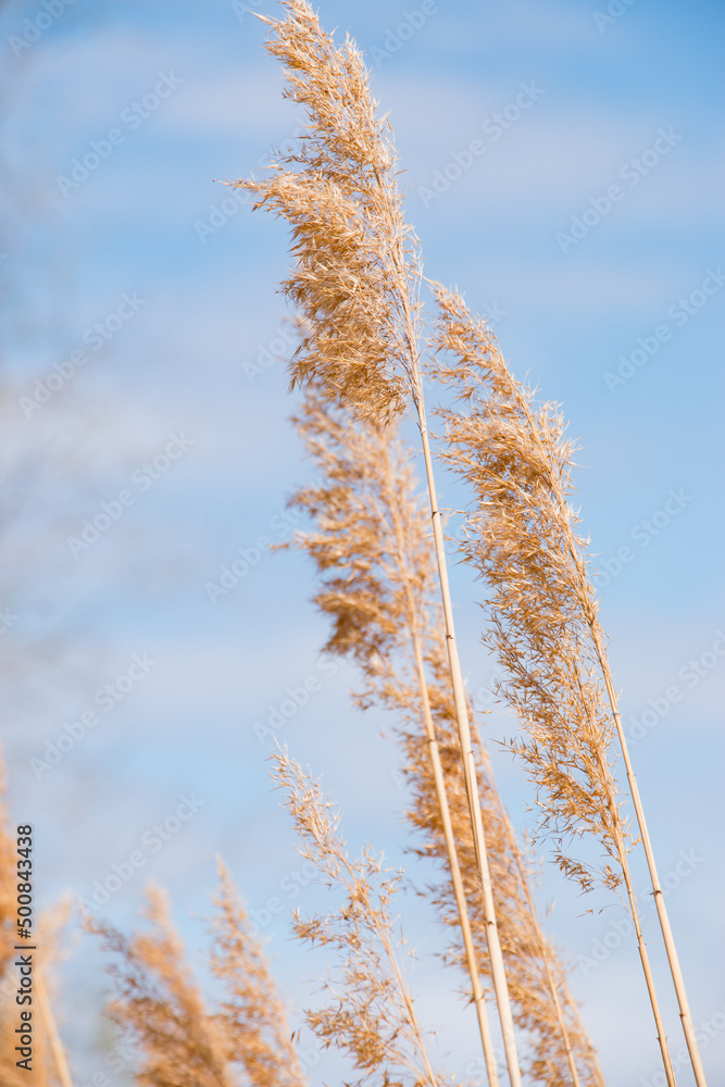 Obraz premium Pampas grass outdoors in pastel colors. Dried flower in boho style.