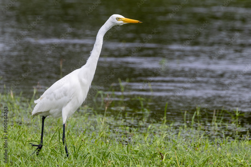Intermediate or Plumed Egret in Queensland Australia Intermediate or Plumed Egret in Queensland Australia