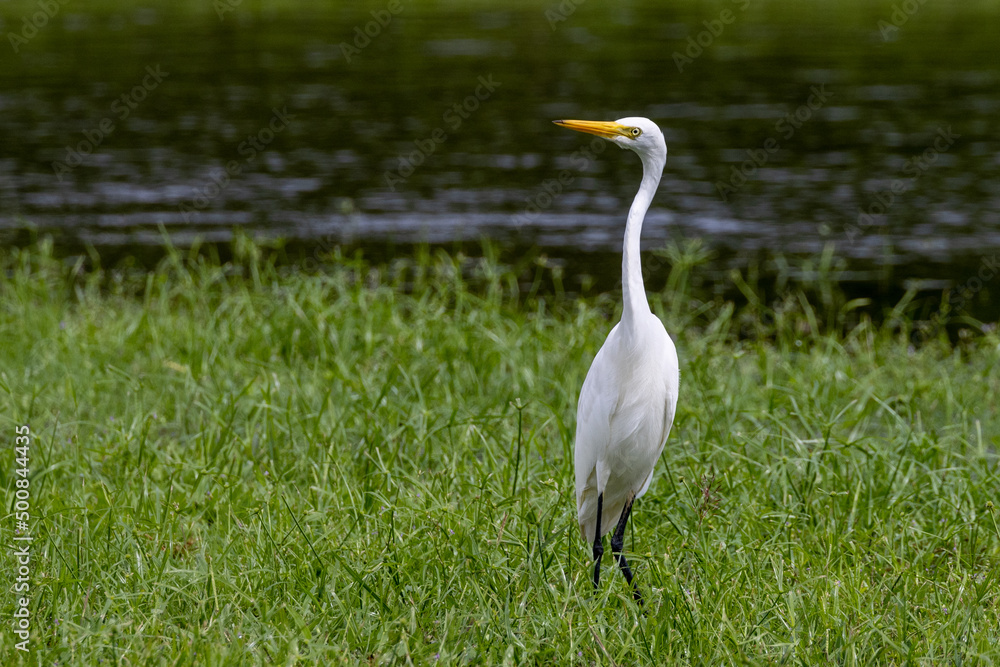 Intermediate or Plumed Egret in Queensland Australia Intermediate or Plumed Egret in Queensland Australia