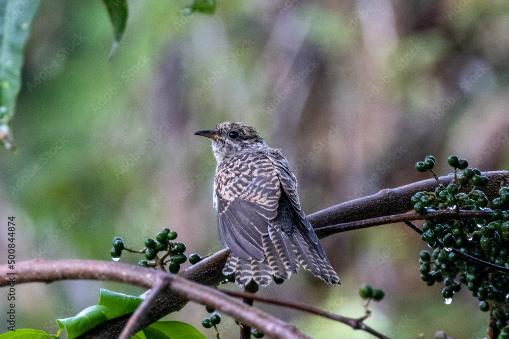 Juvenile Brush Cuckoo in Queensland Australia Juvenile Brush Cuckoo in Queensland Australia