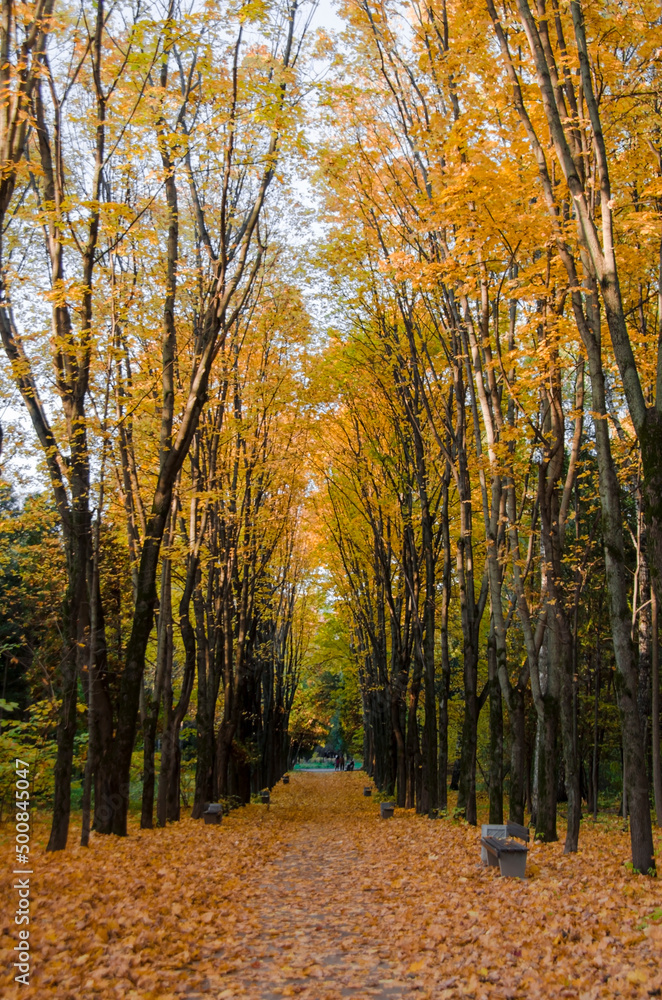 Fototapeta premium Alley in the park in autumn