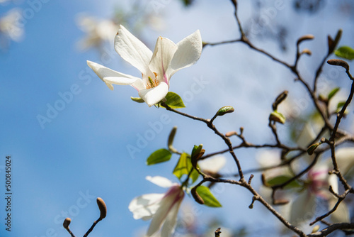 青空を背景に、満開の花を咲かせているハクモクレン 