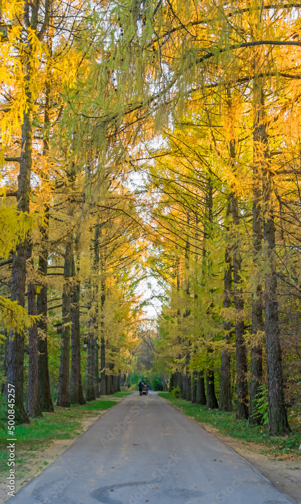 Alley in the park in autumn