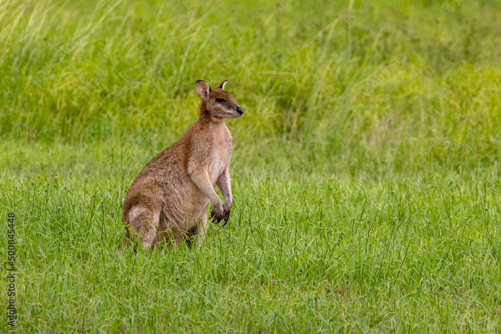 Agile Wallaby in Queensland Australia Agile Wallaby in Queensland Australia