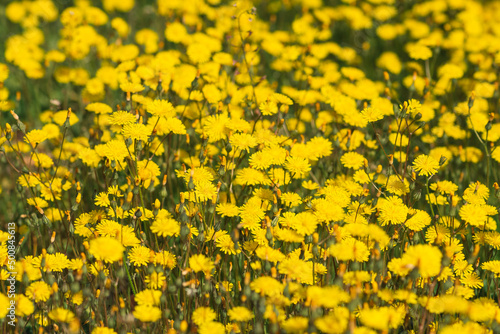 Field of beautiful yellow dandelions flowers