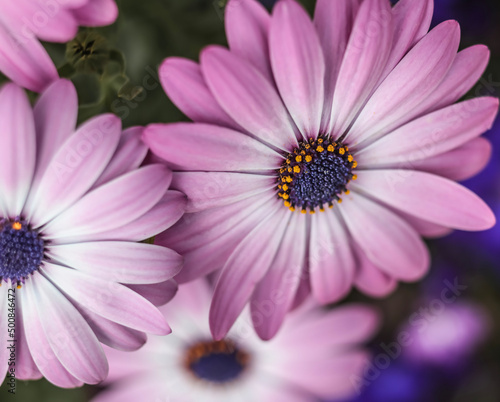 Cape Marguerite Daisies .  Persian Pink  . Multiple blooms