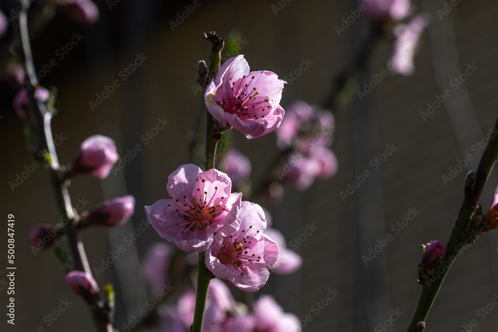 Blooming peach tree. Soft focus. Spring colors of nature. Blooming peach tree. Soft focus. Spring colors of nature.