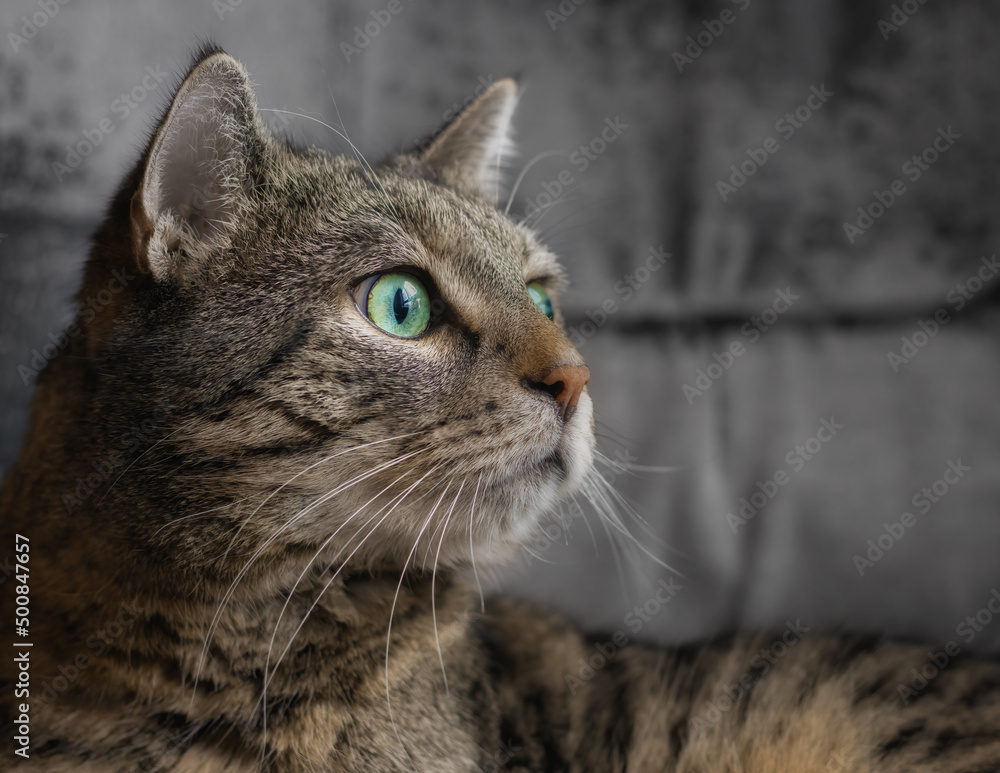 Big eyed tabby cat with shocked expression on his face