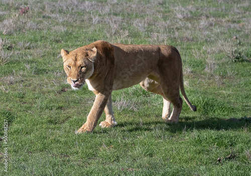 Wild lioness walks along the green savannah, she licks her muzzle with her tongue