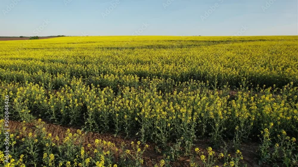 Aerial view over a crop of Rapeseed on a bright sunny day Aerial view over a crop of Rapeseed on a bright sunny day
