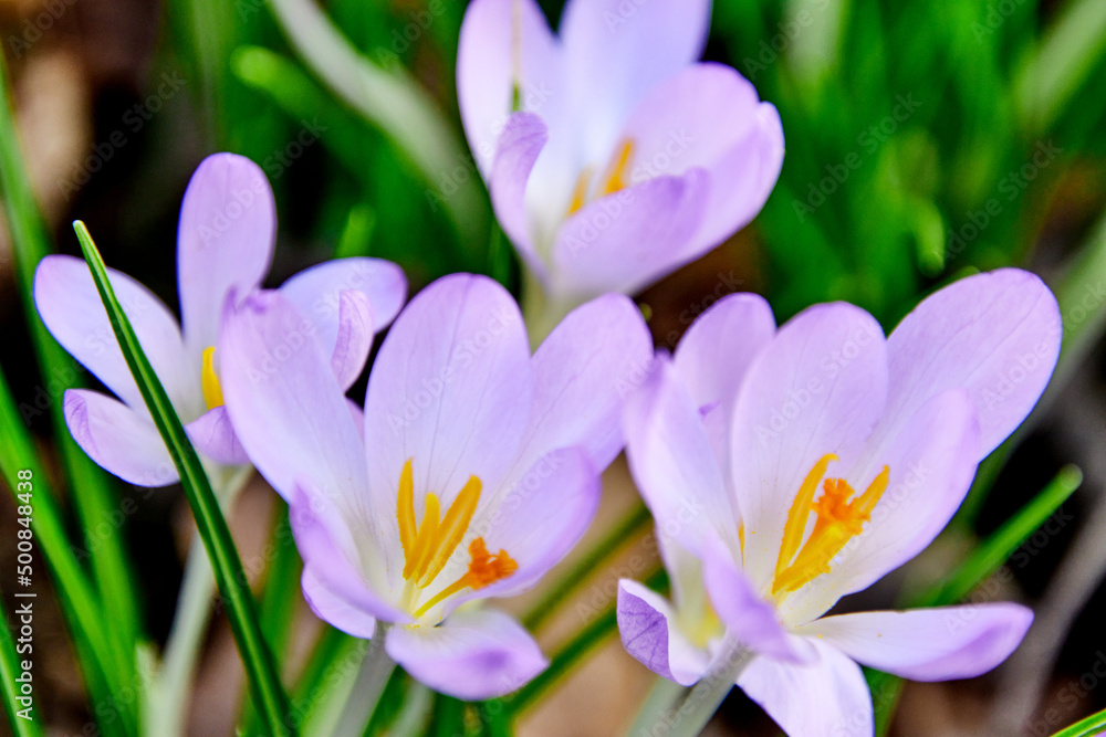 wachsende Krokusse im Frühling auf dem Waldboden wachsende Krokusse im Frühling auf dem Waldboden