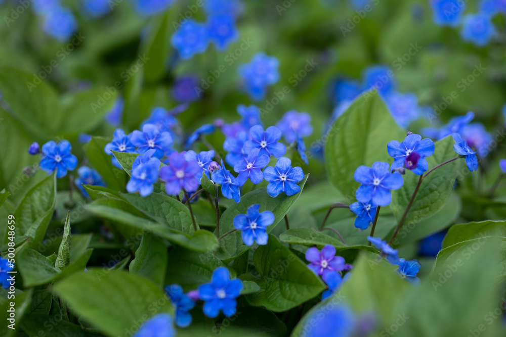 Ułudka wiosenna, niebieskie delikatne wiosenne kwiatuszki. Omphalodes verna - obrazy, fototapety, plakaty 