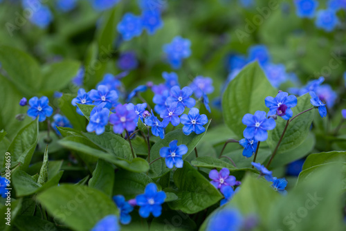 Ułudka wiosenna, niebieskie delikatne wiosenne kwiatuszki. Omphalodes verna