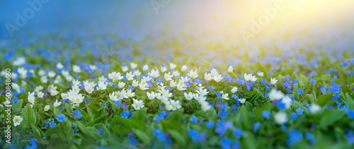 Spring illusions and anemones, delicate blue and white spring flowers. Omphalodes verna