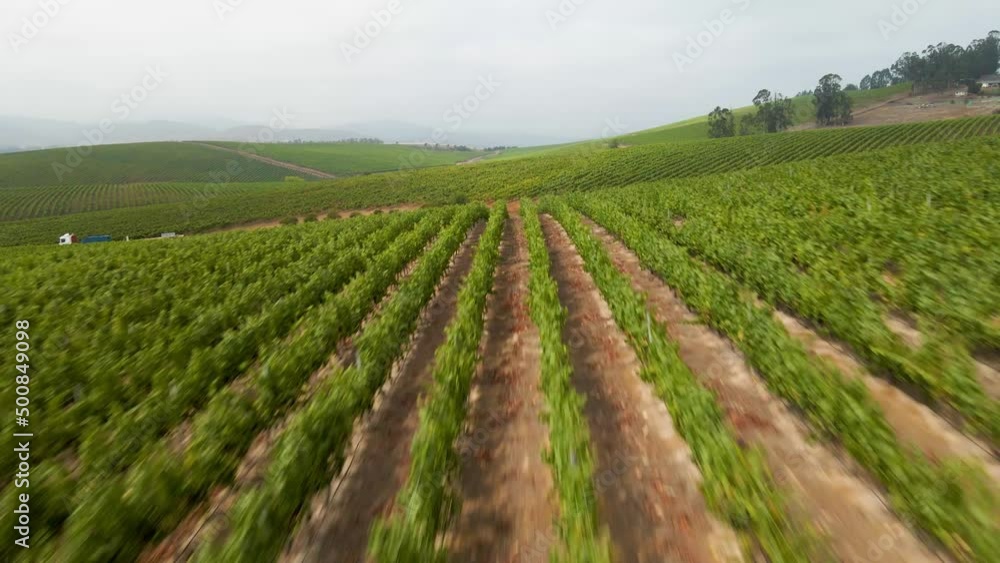 A dolly in aerial view of a cloudy day in a vineyard in the Leyda Valley, Chile A dolly in aerial view of a cloudy day in a vineyard in the Leyda Valley, Chile