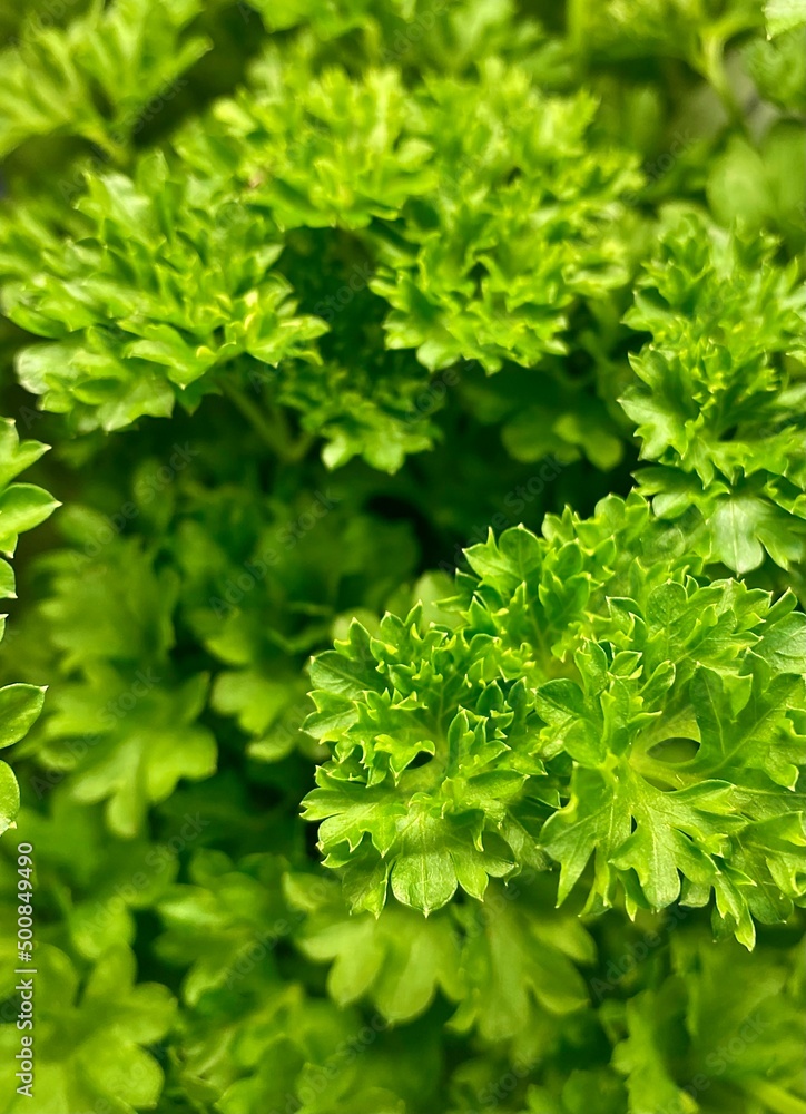 Curly parsley background. Plantation of greenery close-up. Food background of green parsley leaves, soft focus.