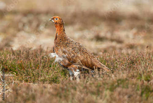 Male Red grouse, Scientific name: Lagopus Lagopus, in Spring time. Facing left in natural moorland habitat of heather and grasses. Horizontal. Copy Space.
