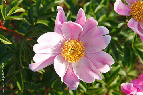 Blooming peony flowers