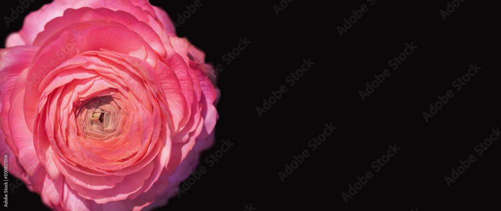 jaskier różowy na czarnym tle jako baner, ranunculus - obrazy, fototapety, plakaty 