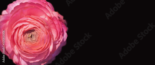 jaskier różowy na czarnym tle jako baner, ranunculus
