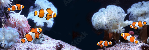 Fotografiet Sea anemone and clown fish in marine aquarium