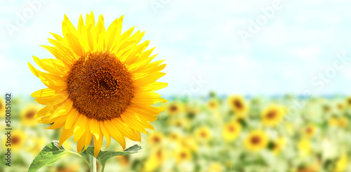 Bright yellow sunflower on blurred sunny nature background. Horizontal summer banner with sunflowers field