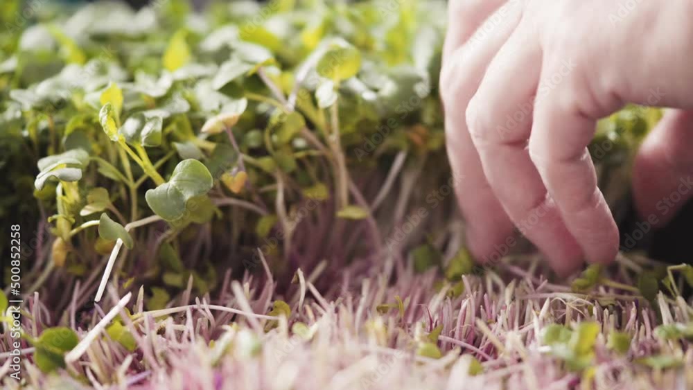 Harvesting radish microgreens from a large plastic tray. Harvesting radish microgreens from a large plastic tray.