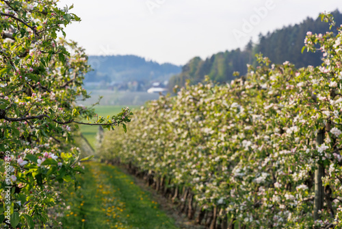 Fototapeta Naklejka Na Ścianę i Meble -   red white blossoming apple tree flowers in an orchard in fruit growing region Lindau-Bodensee in Germany