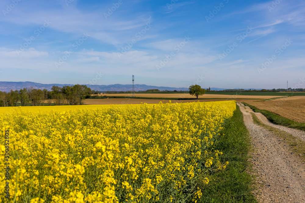 Obraz premium Champ de colza, bordé d'un sentier de marche sous un grand ciel bleu en France, agriculture a l'air libre