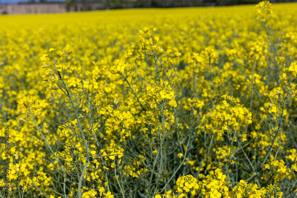 Obraz premium Champ de colza sous un grand ciel bleu en France, agriculture a l'air libre