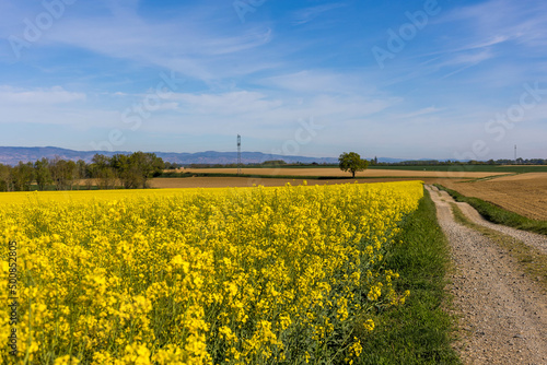 Champ de colza, bordé d'un sentier de marche sous un grand ciel bleu en France, agriculture a l'air libre