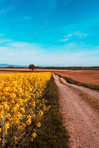 Champ de colza, bordé d'un sentier de marche sous un grand ciel bleu en France, agriculture a l'air libre