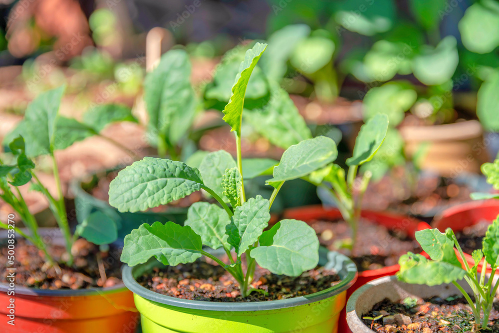 Potted fresh green vegetable plants in San Francisco, California Potted fresh green vegetable plants in San Francisco, California