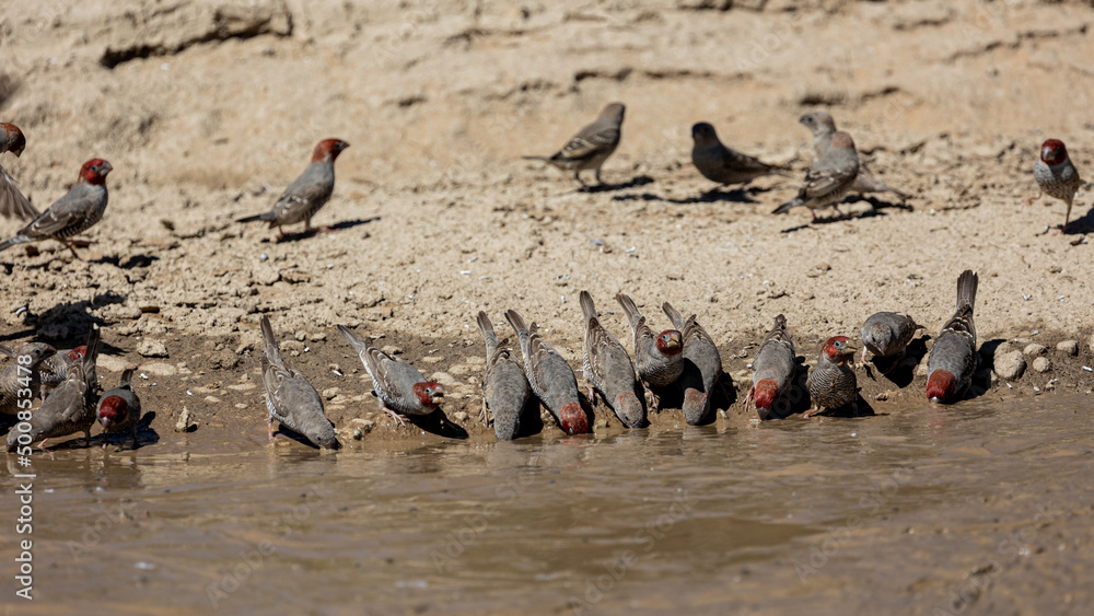 Obraz premium a flock of red-headed finches drinking muddy water