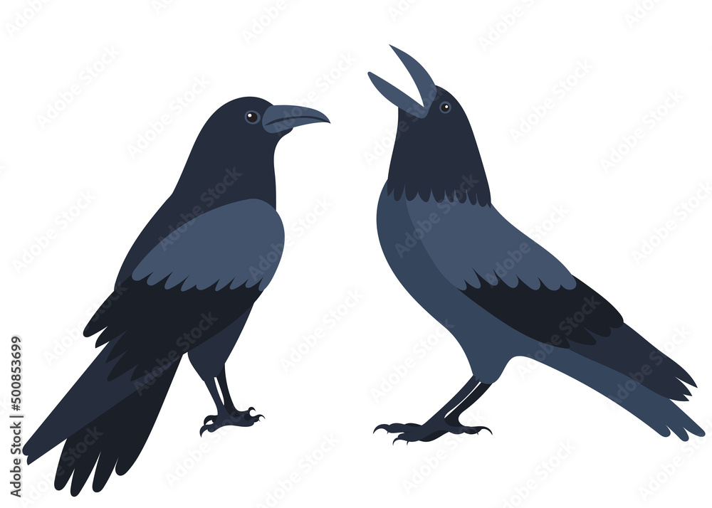 Obraz premium crows, bird flat design, isolated on white background, vector